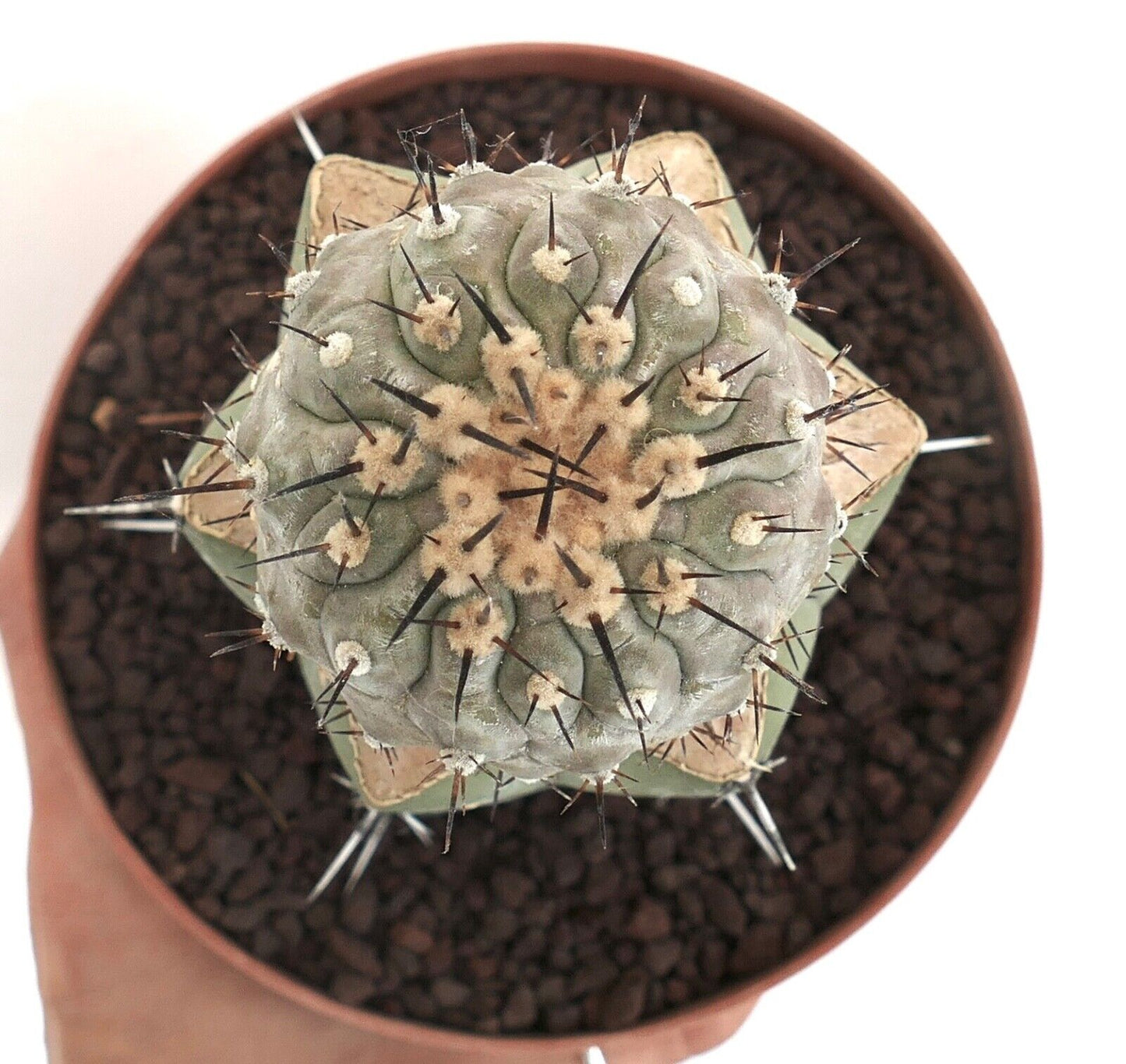 Copiapoa cinerea succulent cactus with dense spines and woolly areoles in terracotta pot