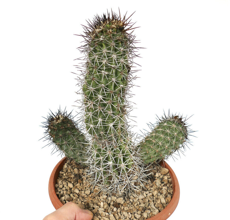 Copiapoa bridgesii succulent cactus with dense white and brown spines in terracotta pot