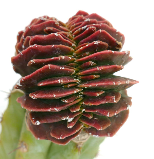 Astrophytum myriostigma cv Koh-Yo rare crested red-green succulent cactus specimen