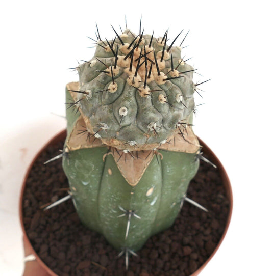 Copiapoa cinerea rare succulent cactus with thick spines and textured gray-green body grafted on green base
