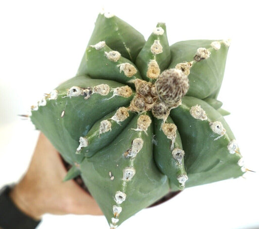 Astrophytum myiostigma hybrid succulent cactus with star-shaped green body and woolly areoles