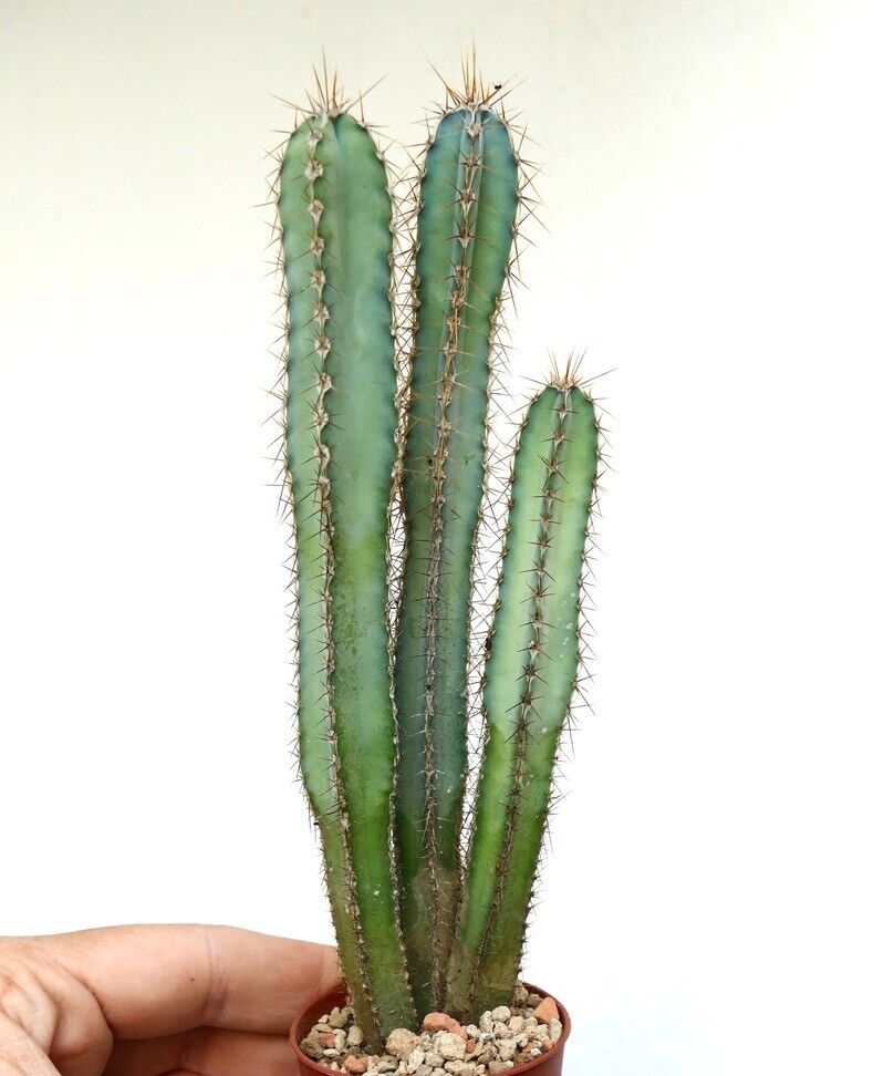 Cereus forbesii tall green succulent cactus with sharp spines in small pot