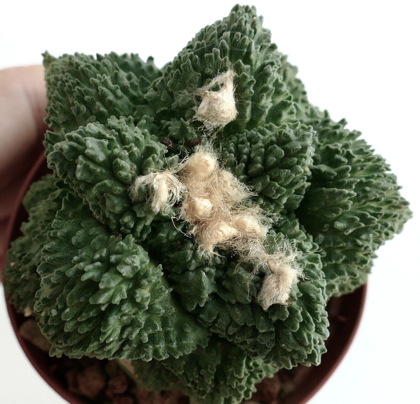 Ariocarpus cv GODZILLA CLONE rare succulent cactus with textured green tubercles and woolly areoles