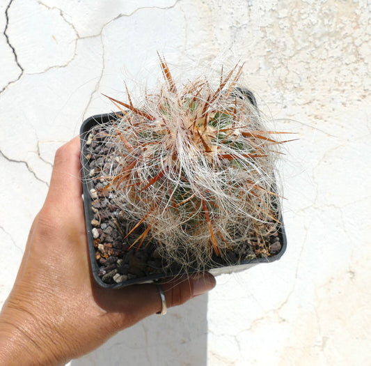 Cactus Oreocereus celsianus var. boliviensis con densa peluria bianca e lunghe spine arancioni in vaso