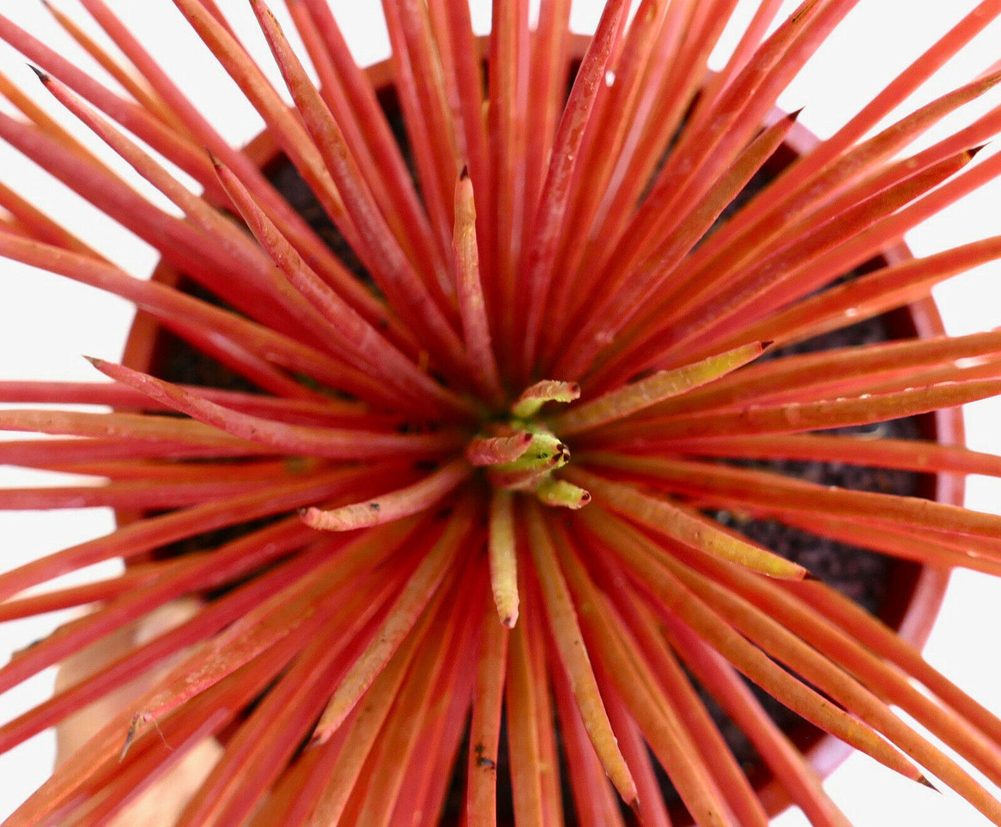 Agave stricta succulent with slender red spiky leaves and sharp tips in pot