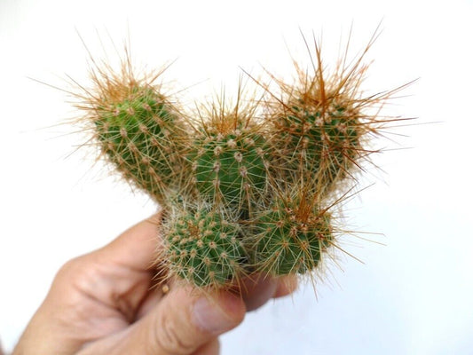 Cereus atacamensis small green cactus cluster with long golden spines succulent