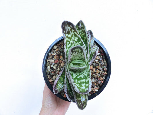 Gasteria armstrongii cv succulent with thick spotted green leaves and purple edges in pot