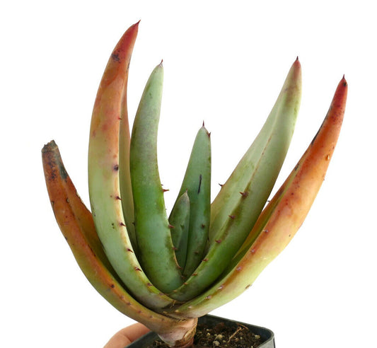 Aloe petricola succulent with elongated green leaves and reddish tips in pot