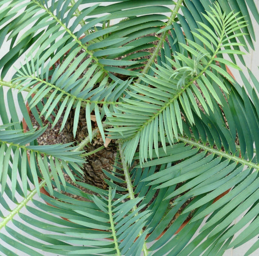 Encephalartos delucanus rare cycad with stiff blue-green pinnate leaves and textured trunk