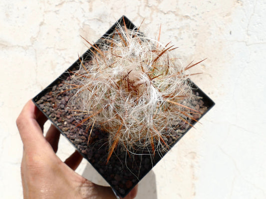 Oreocereus celsianus var. boliviensis raro cactus con lunghi peli bianchi e spine rossastre in vaso