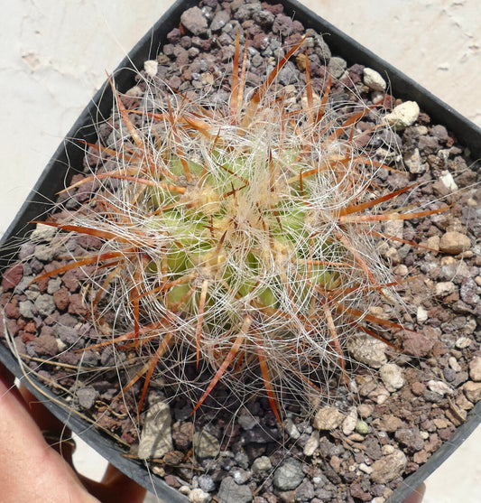 Cactus Oreocereus celsianus var. boliviensis con spine lunghe arancioni e fibre bianche simili a peli in vaso