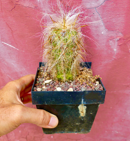 Oreocereus arboreus small cactus with dense white woolly spines and sharp brown spines in black pot