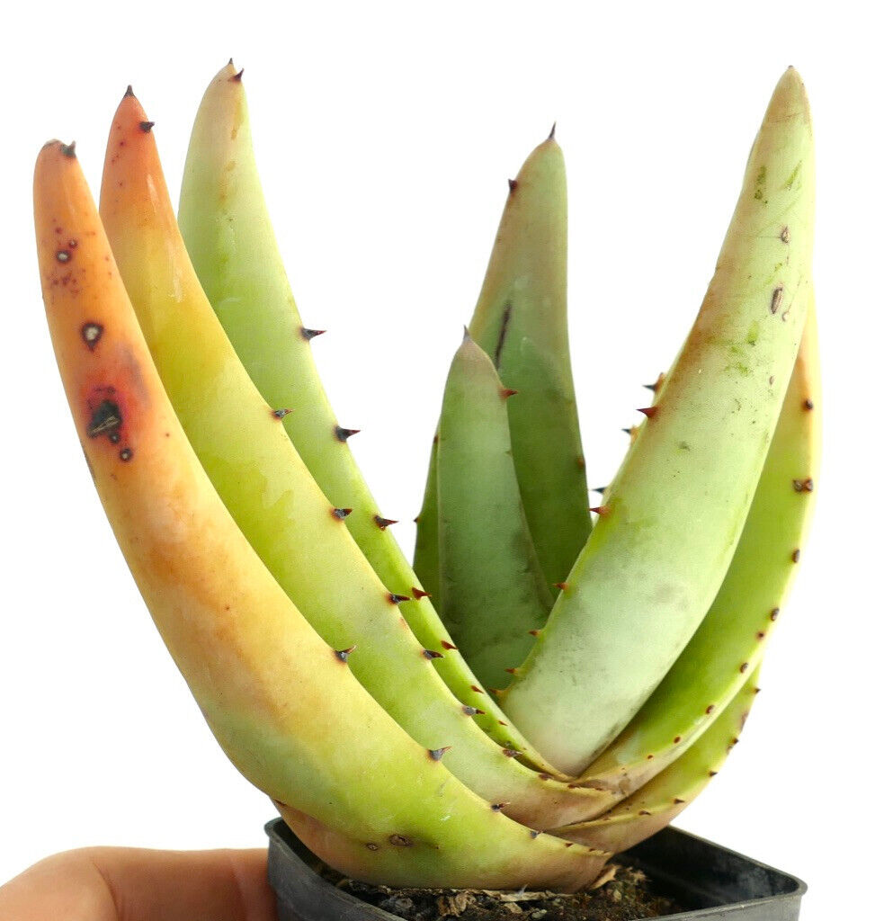 Aloe petricola Sukkulente mit dicken, länglichen Blättern und kleinen braunen Stacheln im Topf