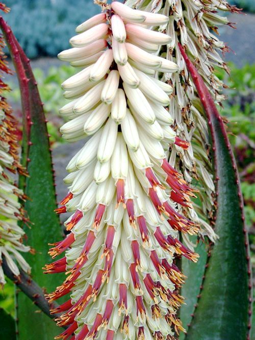 Aloe ferox var albiflora succulent with dense white and pink tubular flowers and spiky green leaves