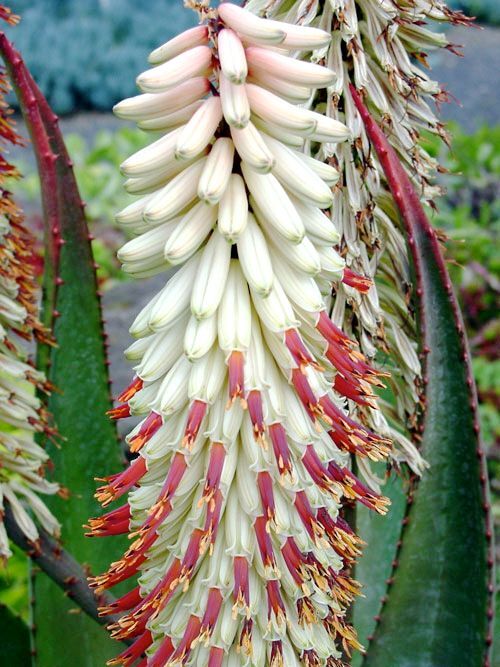 Aloe ferox var albiflora SEEDS