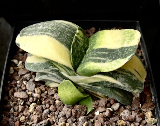 Gasteria armstrongii cv CLEOPATRA succulent with broad variegated green and cream leaves in rocky soil