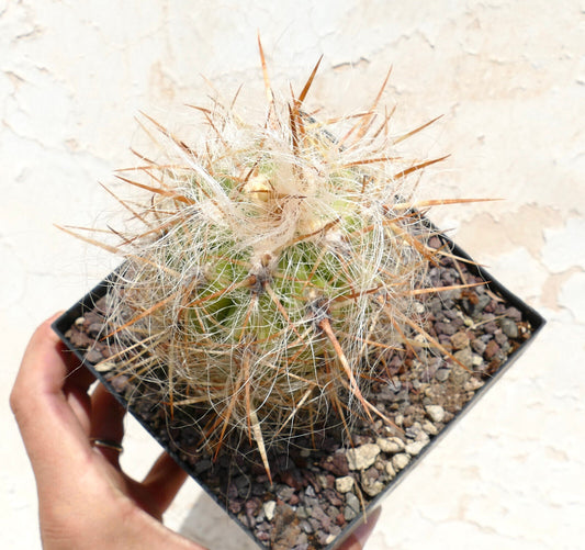 Cactus Oreocereus celsianus var. boliviensis con fitti peli bianchi e lunghe spine marroni in vaso
