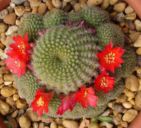 Rebutia minuscula succulent cactus with bright red flowers and spiny green stems