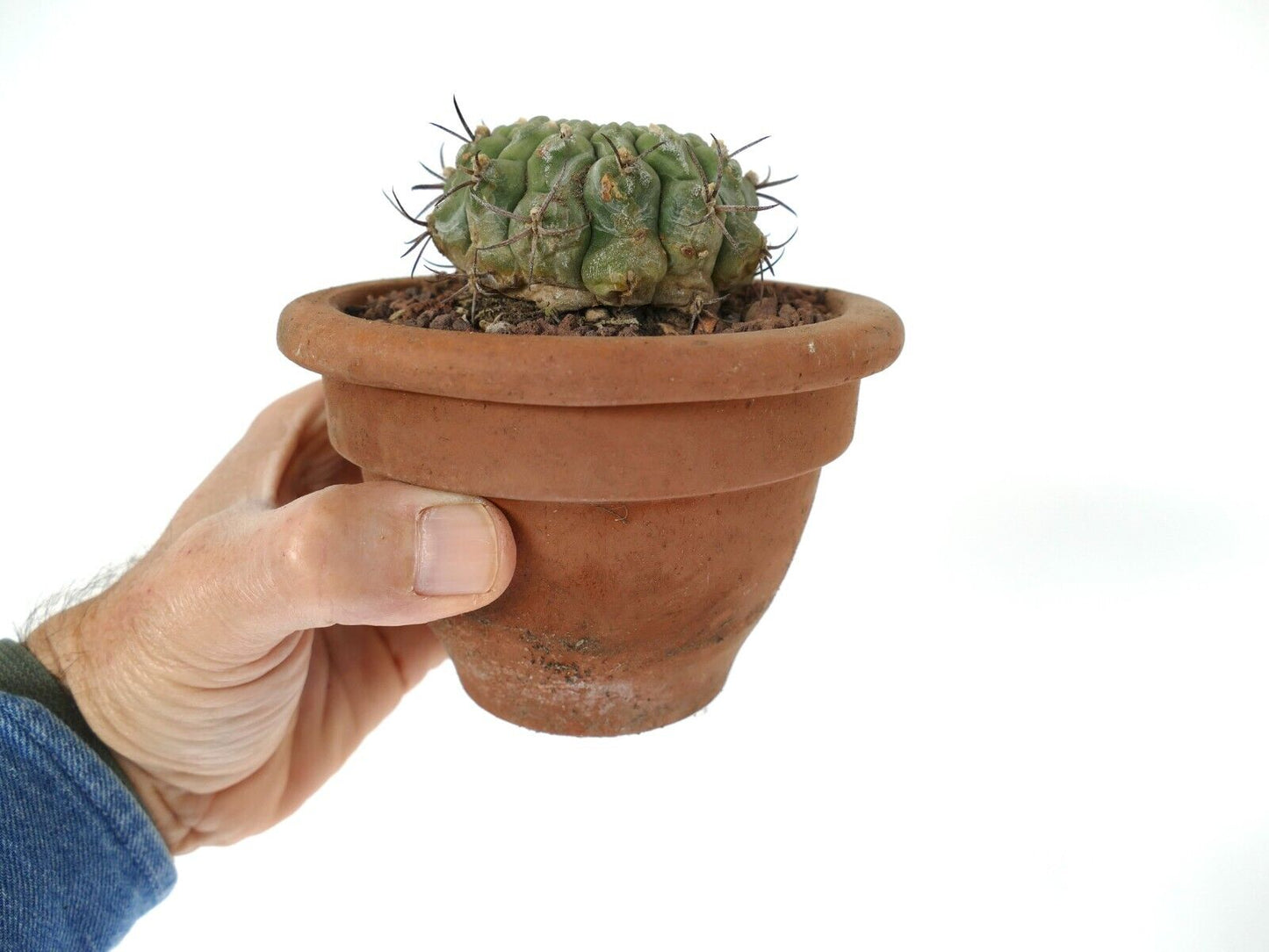 Petit cactus succulent Gymnocalycium saglionis avec des côtes vertes épaisses et des épines foncées dans un pot en terre cuite