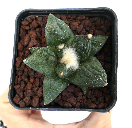 Ariocarpus fissuratus cactus suculento con tubérculos verdes texturizados y areolas lanosas blancas