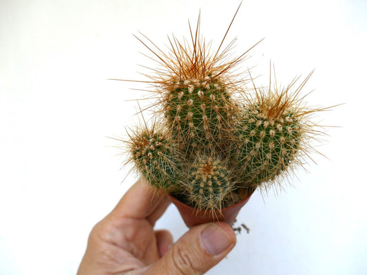 Cereus atacamensis small green cactus with dense long orange spines in hand-held pot