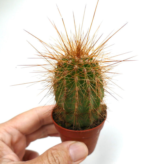 Cereus atacamensis small green cactus with long sharp orange spines in pot