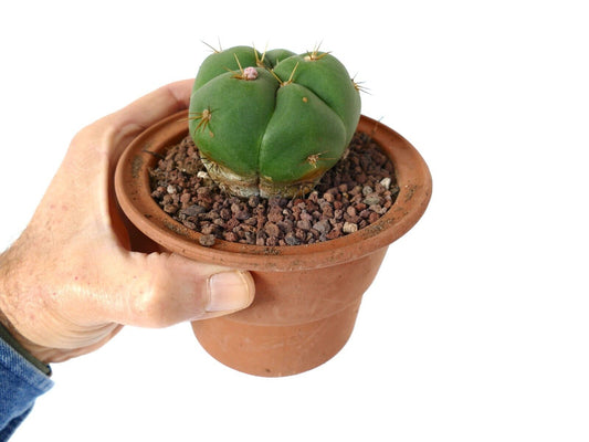 Gymnocalycium horstii small round green cactus with short yellow spines in terracotta pot
