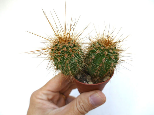 Cereus atacamensis small green cactus with long golden spines in a hand-held pot