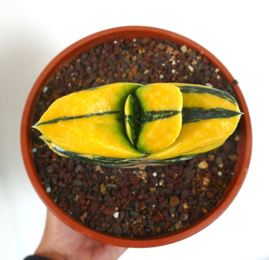 Gasteria armstrongii cv ZEUS VARIEGATED succulent with vibrant yellow and green variegated leaves in pot