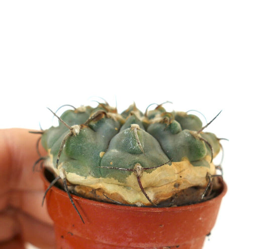 Gymnocalycium vatteri small succulent cactus with green body and long dark spines in pot