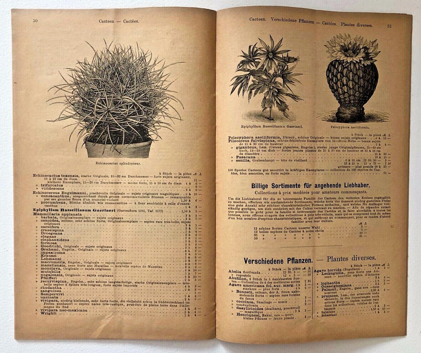 Echinocactus cylindraceus dense spiny cactus with cylindrical shape and sharp spines