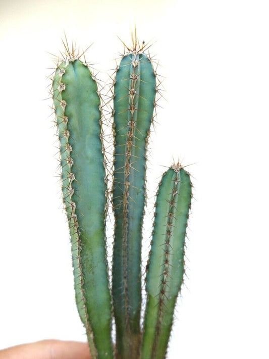 Cereus forbesii tall green succulent cactus with prominent spines and ribbed stems