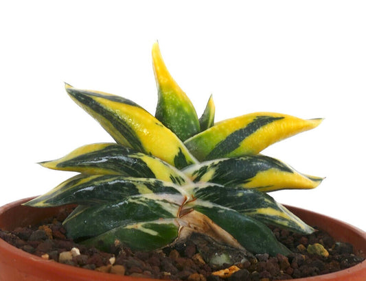 Gasteria armstrongii variegated succulent with thick yellow and green striped leaves in pot