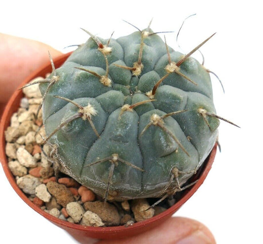 Gymnocalycium vatteri succulent cactus with rounded blue-green body and long brown spines in pot
