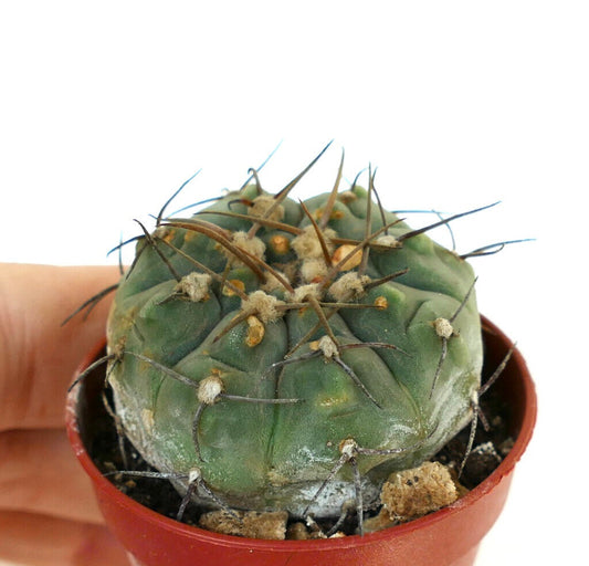 Gymnocalycium vatteri green succulent cactus with long dark spines in small pot
