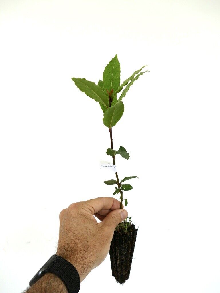 Laurus nobilis young seedling with vibrant green leaves and slender stem
