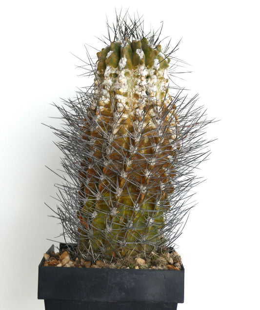 Pyrrhocactus neoankeana var. elongata succulent cactus with dense long gray spines and textured green stem