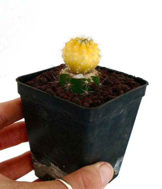 Matucana polzii rare cactus with yellow top grafted on green base in black pot