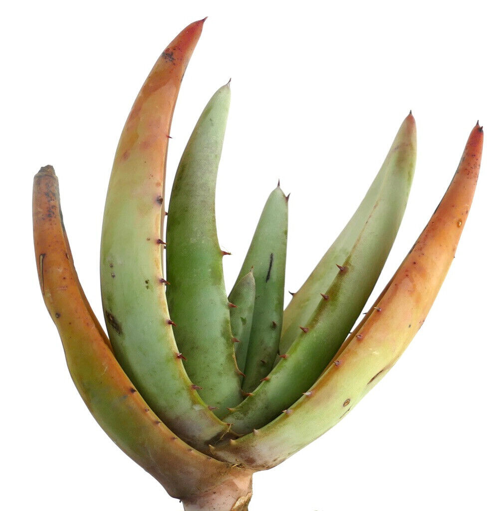 Aloe petricola succulent with thick green and orange spiny leaves