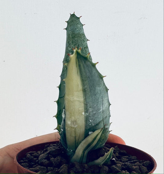 ALOE FEROX var. MARLOTHII succulent with thick variegated leaves and sharp spines in pot