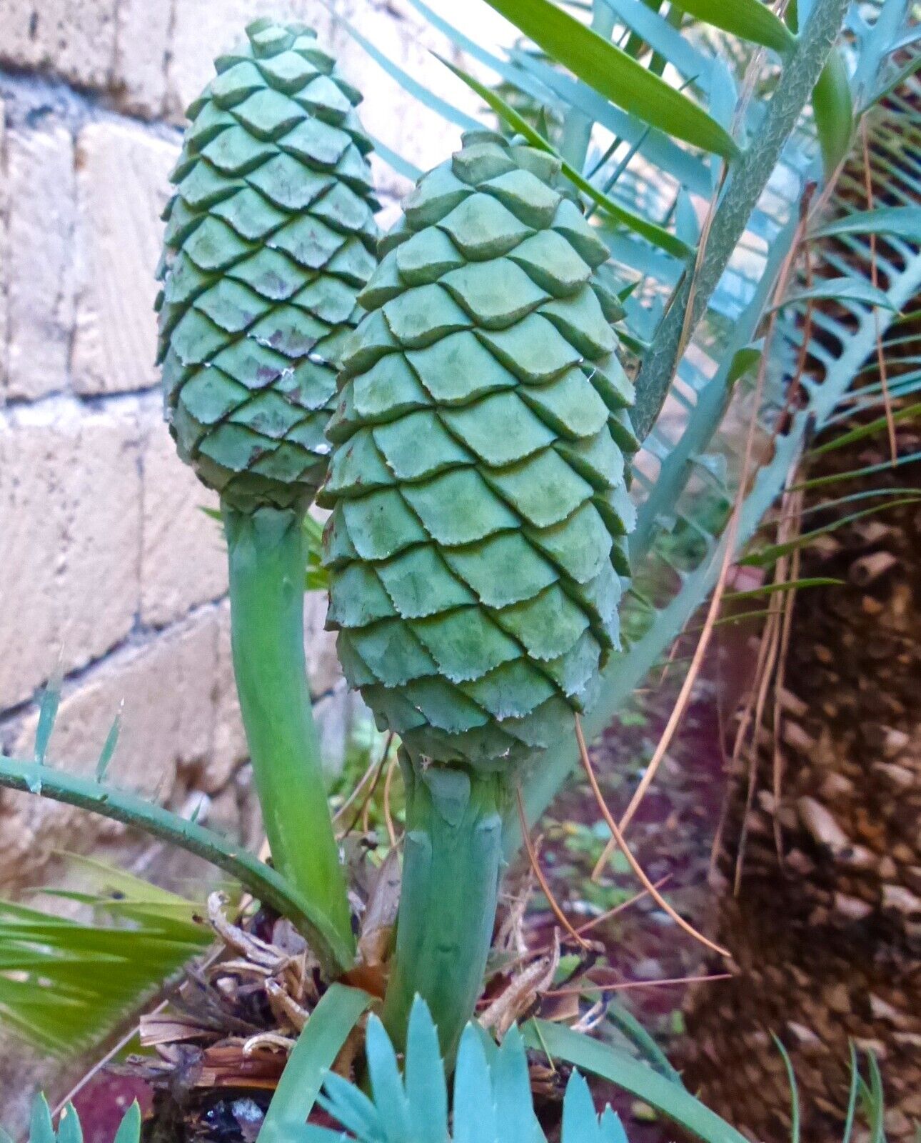Encephalartos delucanus rare green cone with thick textured scales and sturdy stem