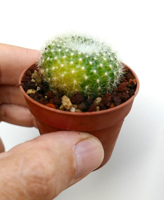 Parodia chrysacanthion small round cactus with white spines in terracotta pot