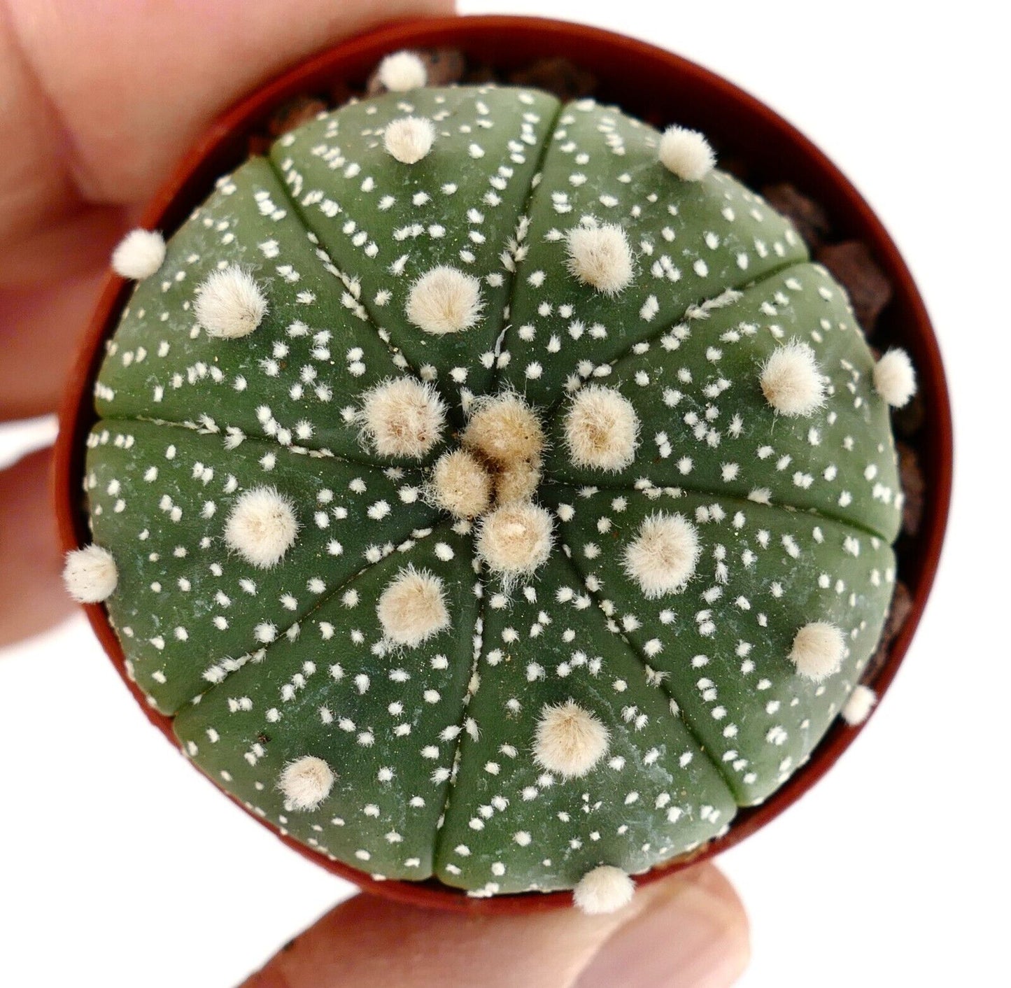 Astrophytum asterias (TAMAULIPAS, Mexico) C396