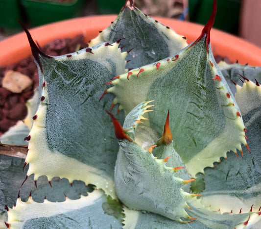 Agave isthmensis cv DELAWARE succulent with thick spiny leaves and pale variegation edges