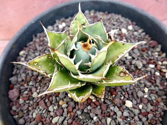 Agave titanota succulent with thick green leaves and prominent white spines in rocky soil