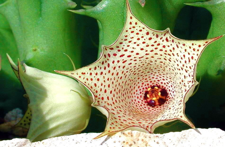 Huernia concinna succulent with star-shaped cream flower and red speckled pattern