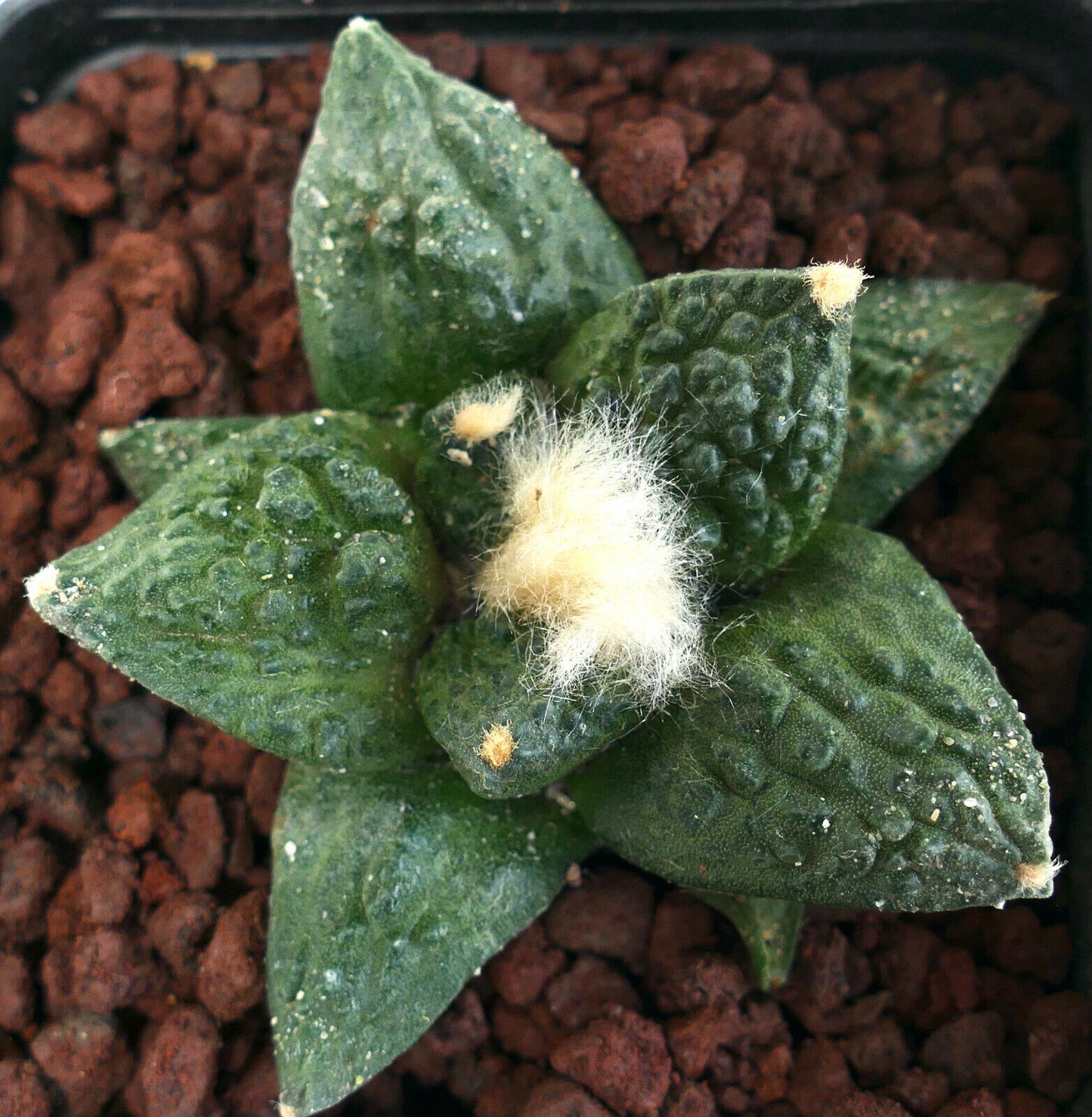 Cactus suculento Ariocarpus fissuratus x retusus con tubérculos verdes texturizados y areolas lanosas blancas