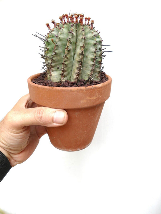 Euphorbia horrida succulent cactus with thick green ridges and sharp spines in terracotta pot