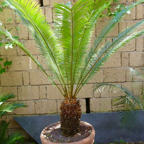 Cycas taitungensis 46 X 24cm (caudex)