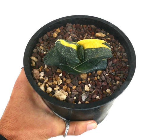 Gasteria armstrongii variegated succulent with thick dark green leaves and bright yellow markings in pot
